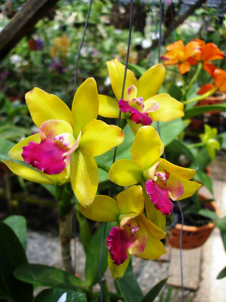 k-Thailand 2006 - Orchideenfarm Besichtigung (10)