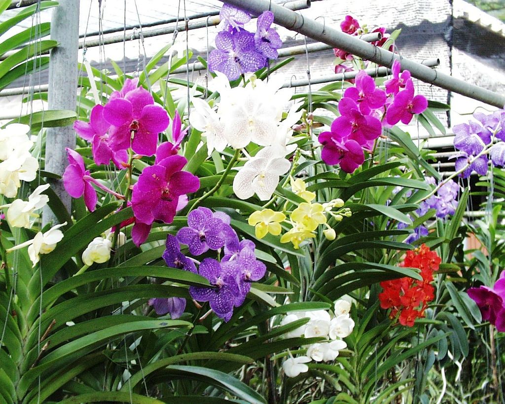 k-Thailand 2006 - Orchideenfarm Besichtigung (6)