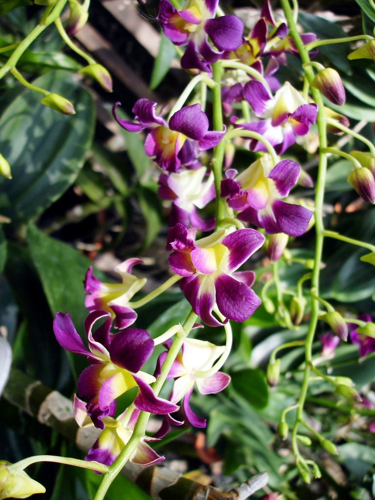 k-Thailand 2006 - Orchideenfarm Besuch-2 (4)