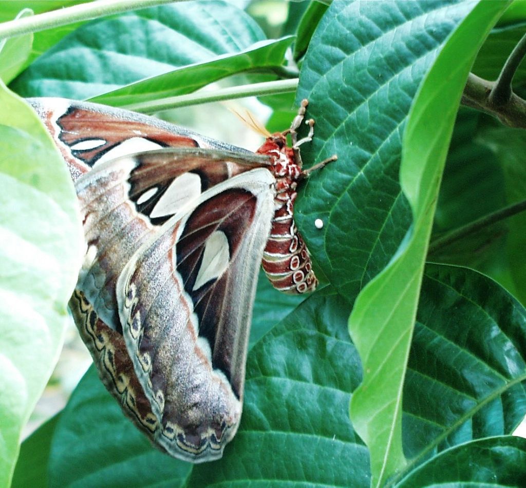 k-Thailand 2006 - Schmetterlingsfarm (1)