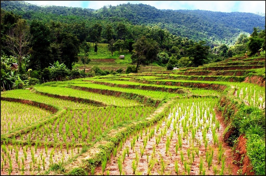 k-Thailand 2006 - unterwegs Reisfelder (1)