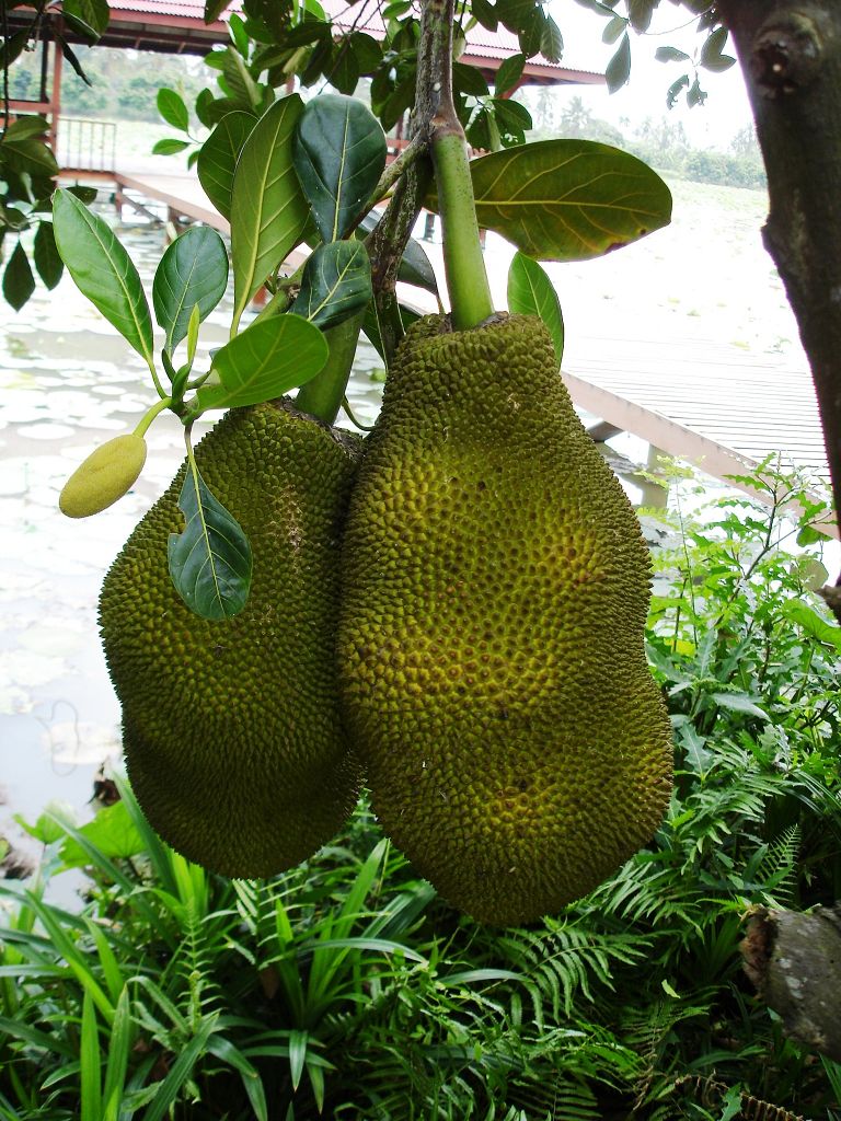 k-Thailand 2006  - unterwegs Stinkfrucht