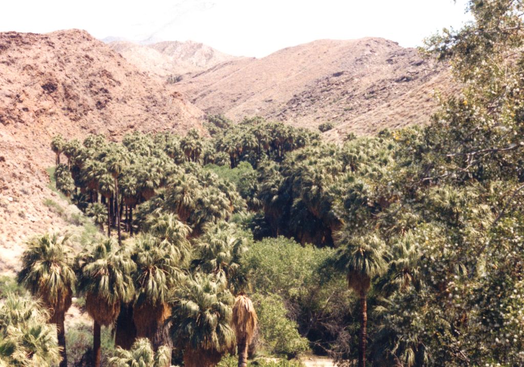 k-USA West 2001- Palm Springs Indian Canyons-1