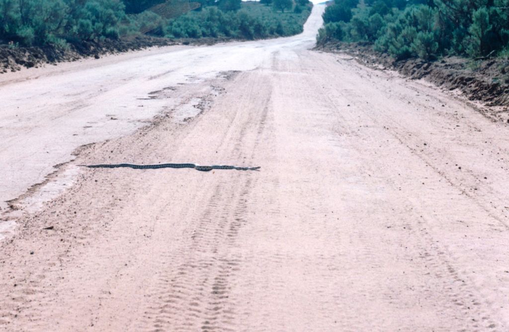k-USA West 2001 - unterwegs-Schlange auf der Strasse