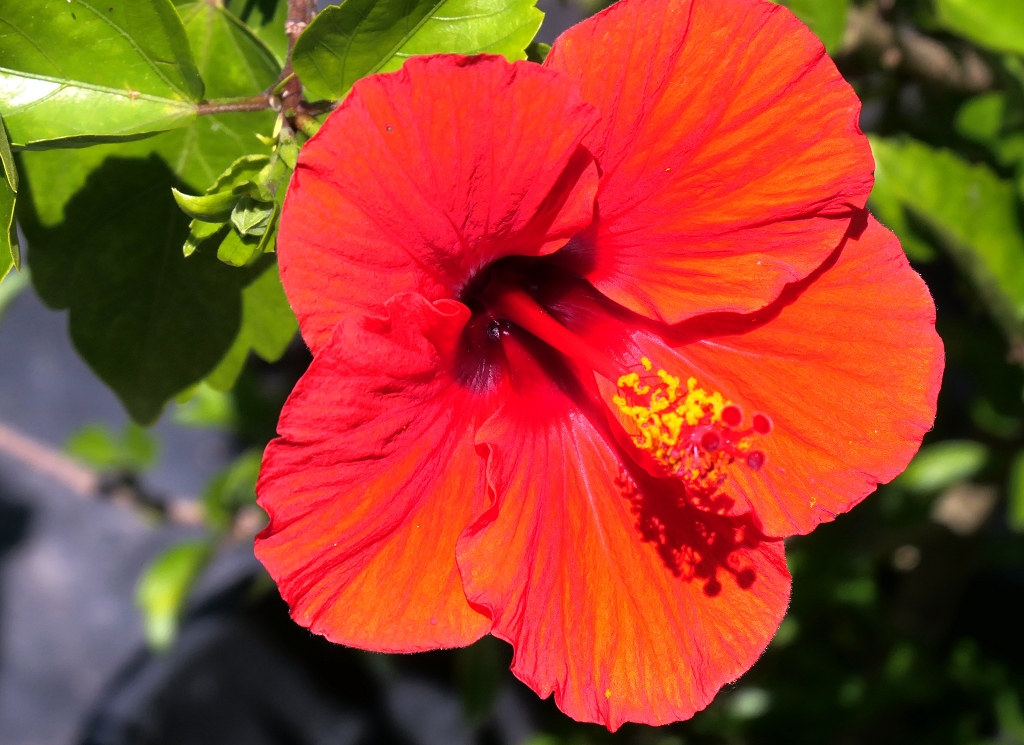 k-Blumen in Fuji Hakone NP (2)