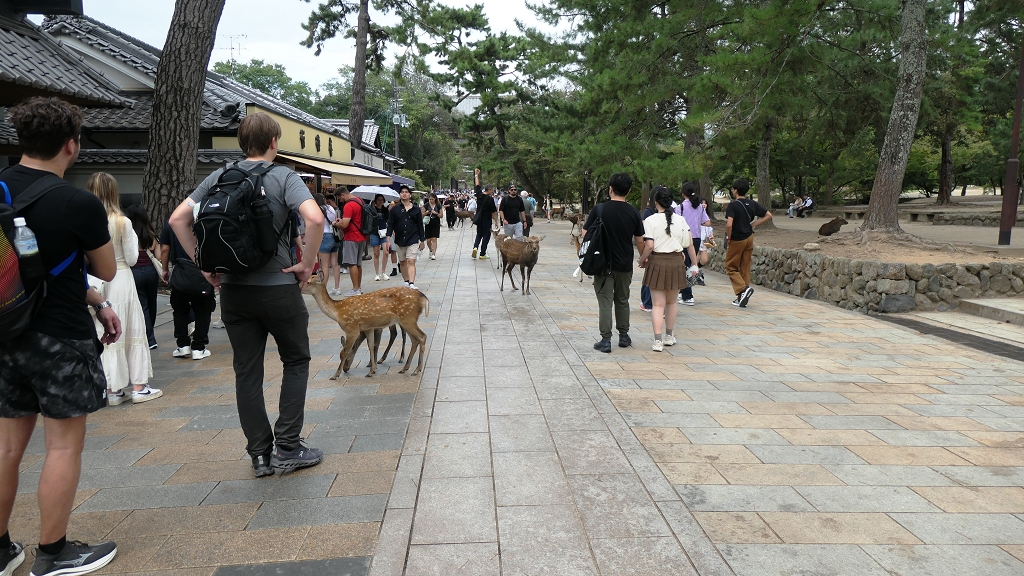 k-Nara - Parkanlage (4)